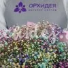 7 гипсофил радужных